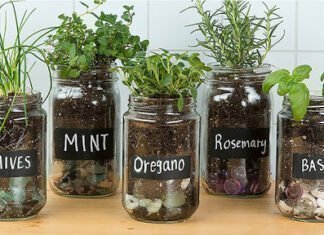 Αρωματικά φαρμακευτικά φυτά: Γύρω μας και δίπλα μας