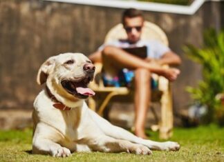 Γυμνάσου μαζί με τον σκύλο σου!