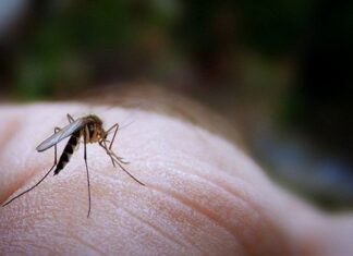 Μέτρα πρόληψης για προστασία από τα κουνούπια