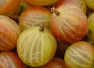 Φραγκοστάφυλο : Γιατί χαρατκτηρίζεται «superfood»;