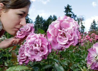 Μπορεί η «σωστή» οσμή να μας κάνει πιο παραγωγικούς;