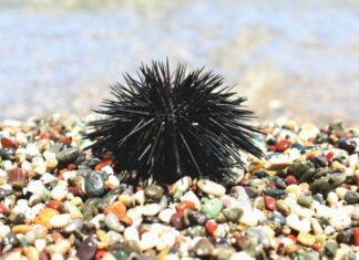 Τσίμπημα από αχινό: Πώς θα το αντιμετωπίσετε και πότε πρέπει να πάτε σε γιατρό