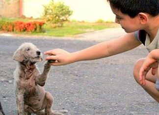 Προωθώντας τη συνειδητή σχέση αγάπης με τα ζώα – Το Πρόγραμμα για Ψυχική Υγεία και Σχέση με τα ζώα