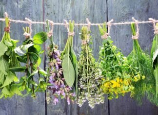 Φυσικές Λύσεις για τις Διαταραχές του Εντέρου