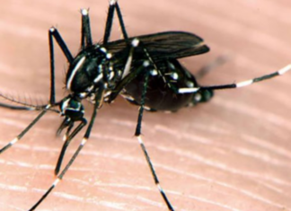 Πιλοτικό πρόγραμμα για εξάλειψη κουνουπιού – τίγρης στην Κύπρο ανακοίνωσε η Κυριακίδου