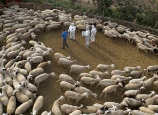 Συστάσεις από Κτηνιατρικές Υπηρεσίες με αφορμή τα κρούσματα πανώλης στην Ελλάδα