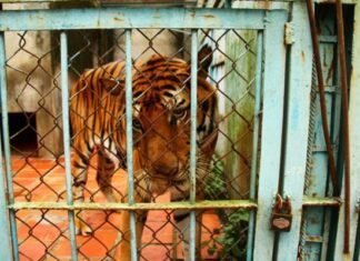 Δεκάδες τίγρεις και λιοντάρια σε αιχμαλωσία πέθαναν στο Βιετνάμ από γρίπη πτηνών