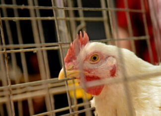 Εντοπίστηκε το πρώτο ανθρώπινο κρούσμα γρίπης των πτηνών στον Καναδά