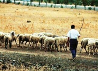 Ανησυχία στα κατεχόμενα για την επιδημία της «γαλάζιας γλώσσας» – Ενημερωτική συνάντηση