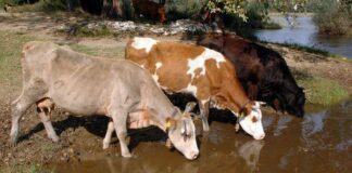 Η κλιματική αλλαγή ενισχύει ασθένειες από τσιμπούρια