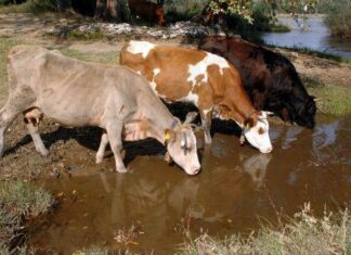 Η κλιματική αλλαγή ενισχύει ασθένειες από τσιμπούρια