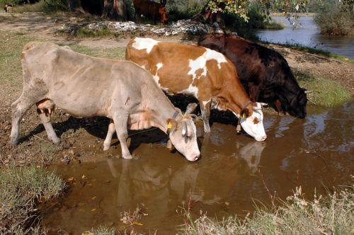 Η κλιματική αλλαγή ενισχύει ασθένειες από τσιμπούρια