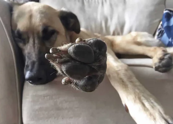 o skulos gleifei tis patouses tou1