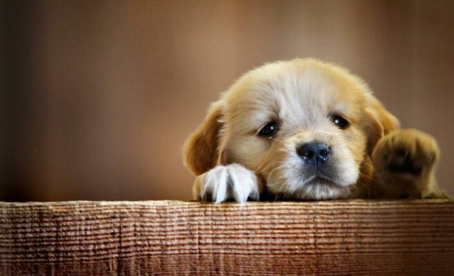 puppy dogs 34212464 1440 900 ID 11299341